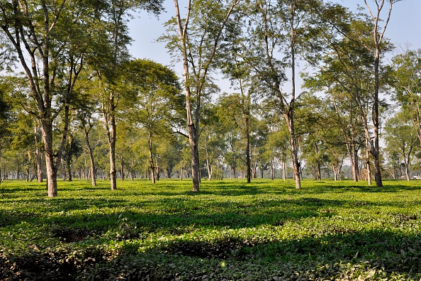 Assam Tea Garden_ EyeOn/UIG/Getty Images
