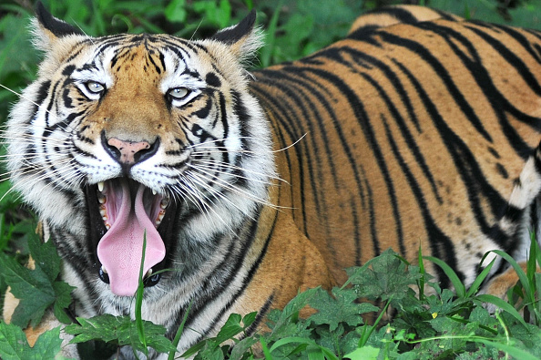 Tiger_Jefri Tarigan/Anadolu Agency/Getty Images)