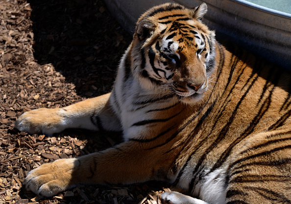 Tiger_Kathryn  Scott Osler/The Denver Post/Getty Images
