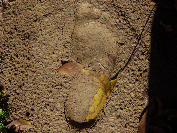 Buddha footprint