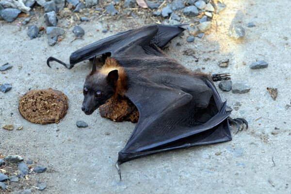 Bat-Wire-Representative image