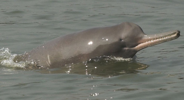 Gangetic dolphins