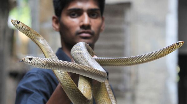 Snakes- Anshuman Poyrekar/Hindustan Times/Getty Images