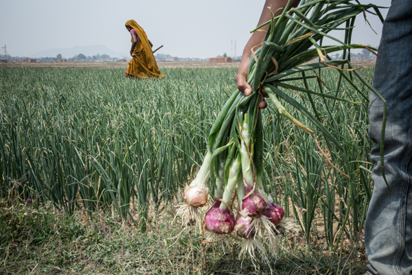 Onion Price Rise_ Enrico Fabian/The Washington Post/Getty Images