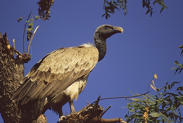 Vulture- Getty Images