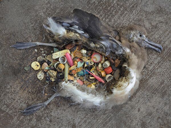 Seabirds plastic-File photo
