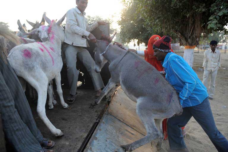 Animal_law commission: AFP PHOTO  / Sam PANTHAKY