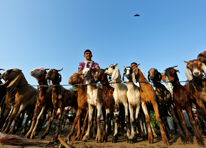 Eid Al Adha. Photo by Ravi Choudhary/Hindustan Times via Getty Images