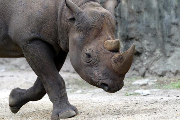 Rhino (Photo: Getty Images)