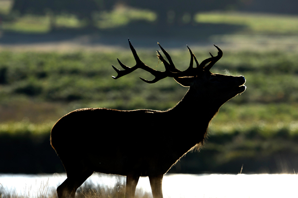 wildlife/wire/Ben Pruchnie/Getty Images