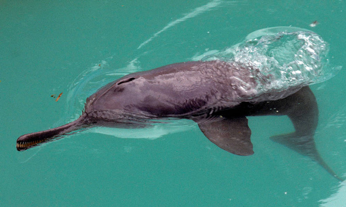 Gangetic-dolphin_File photo