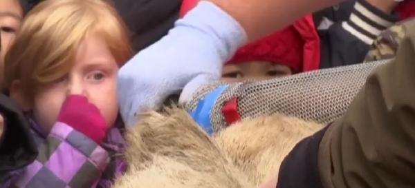 Photo: Zoo dissects lion. Video Grab/ Guardian
