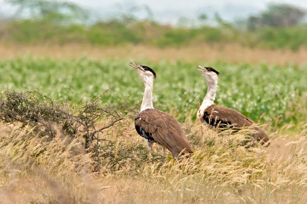 the great indian bustard