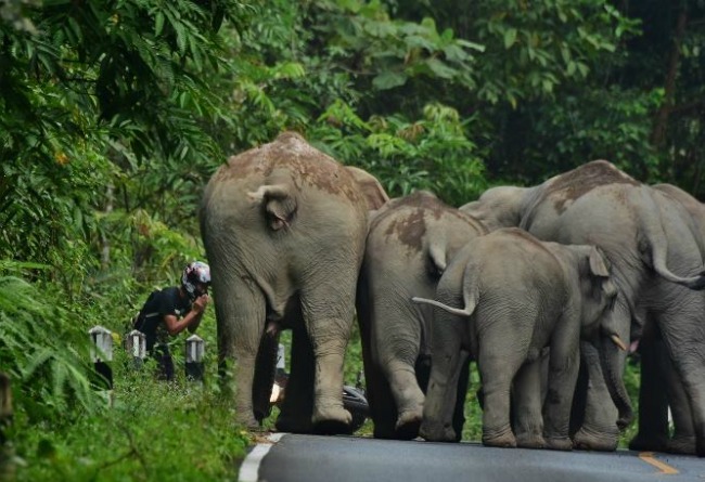 Elephants - thailand national park