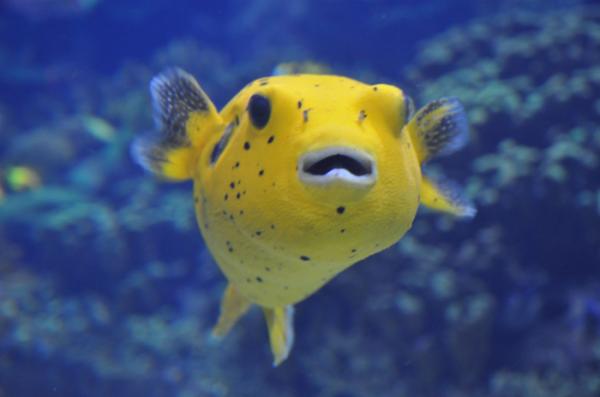 Pufferfish (wikicommons)