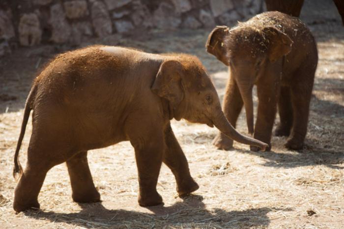 asian elephants_wire_getty images