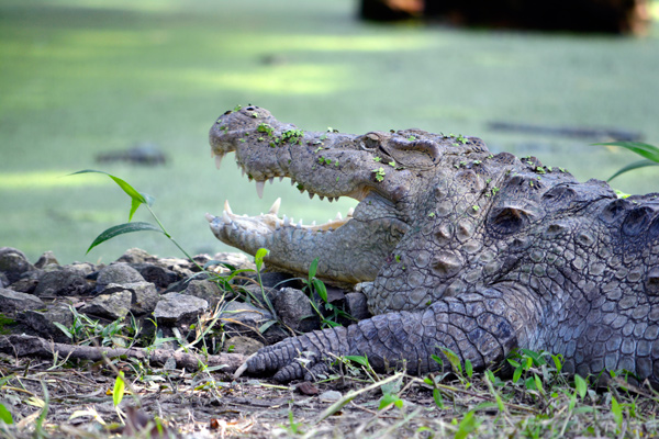 Crocodiles/wire/Saikat paul getty