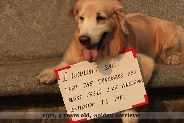 Dog with message