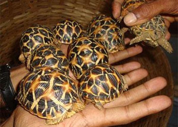 Tortoise: PHOTO: NEIL D CRUZE/WORLD ANIMAL PROTECTION