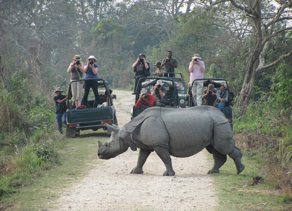 kaziranga_wire_kaziranga.co.in