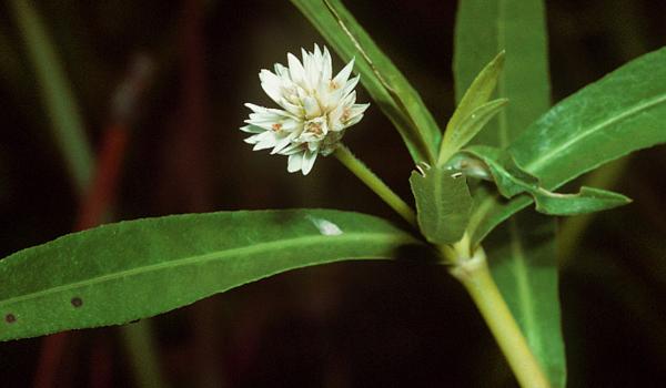 Alligator weed_wikipedia_jpg