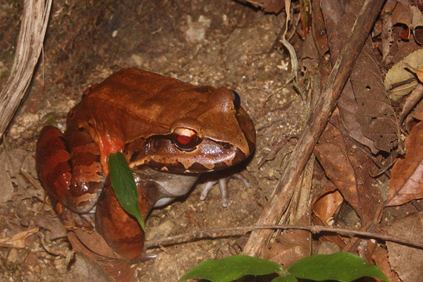 Bull_frog_wikipedia