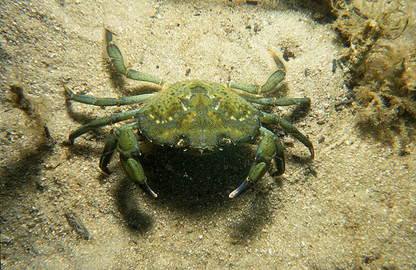 Green _Crab_jpg_file_photo
