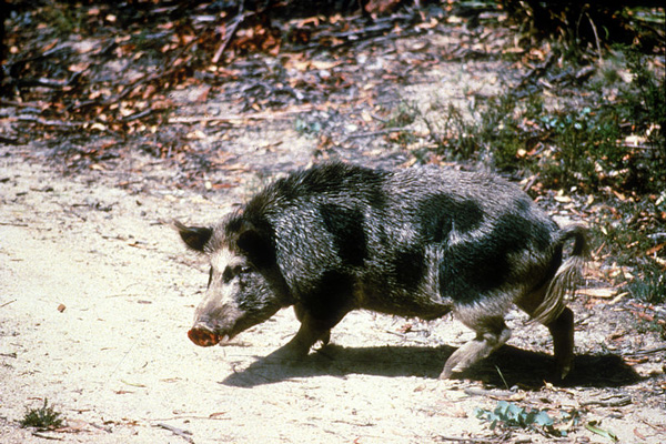 Feral_pig_file_photo