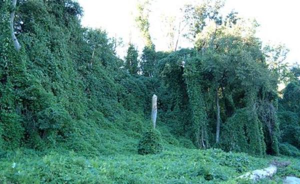 Kudzu_wikipedia