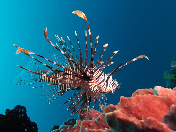 Lion fish_jpg