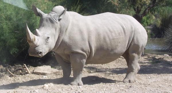 white rhino_wire_commons