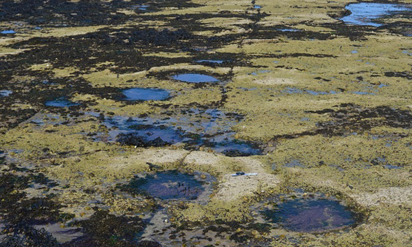 Dino footprints_EMBED_University of Edinburgh