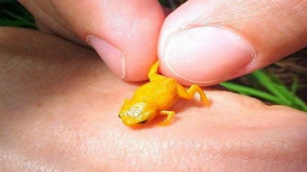 tiny frog