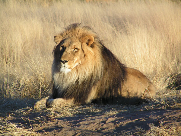 Endangered species_Lion