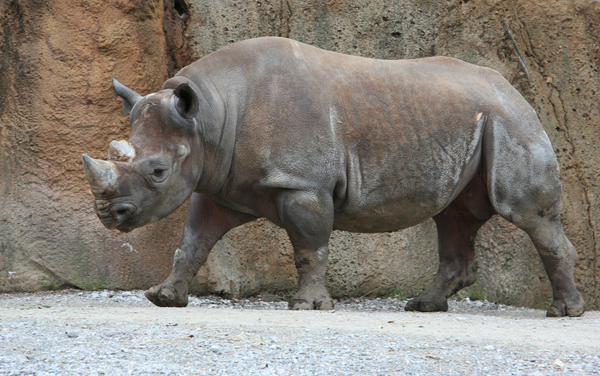 Endangered species_Rhinocerros