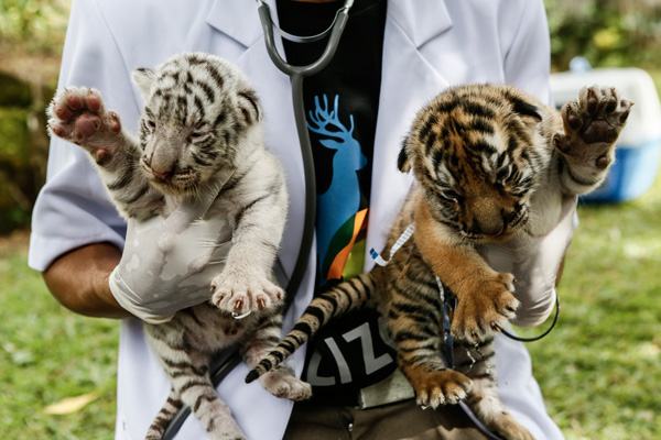 Endangered species_Tiger_Putu Sayoga/Getty Images