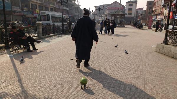 Kashmir Cabbage walker.jpg