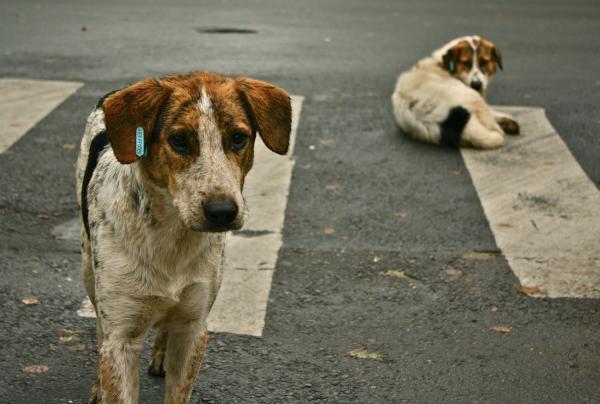 Stray dogs. File Photo