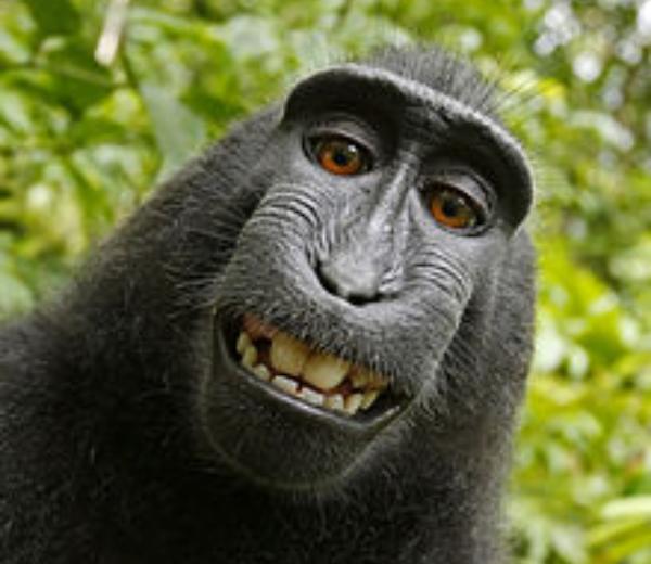 Monkey selfie