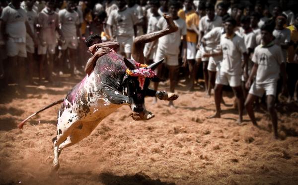 Jalaikattu_ wikicommons