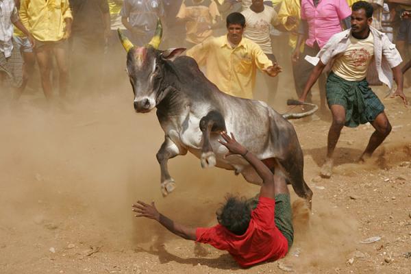 Jalaikattu_ file photo