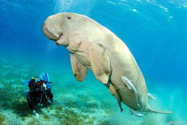 Dugong5.jpg