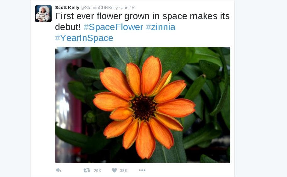 zinnia flower in space twitter.jpg