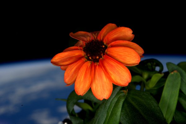 zinnia flower in space twitter.jpg
