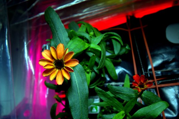 zinnia flower in space twitter.jpg