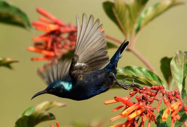 Birds (Photo: Shahid Hussain)