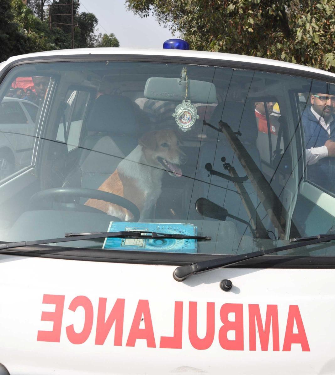dog protest