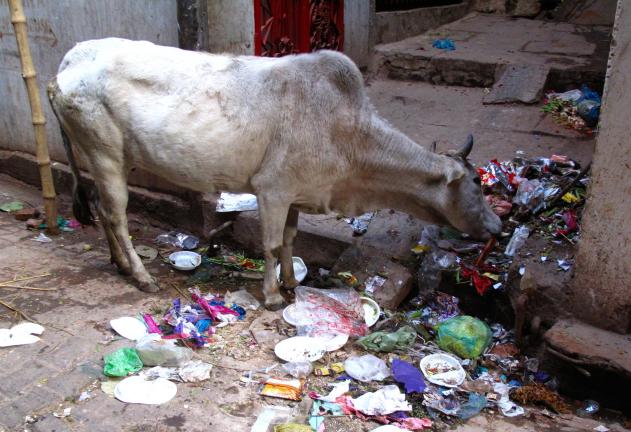 cow varanasi