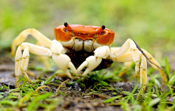 crab 1