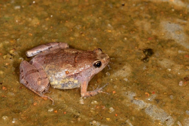 Microhula laterite Frog Karnataka.png